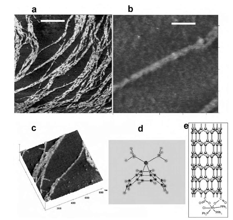 Atomic force microscopy (AFM) height images of functionalized nanotube adducts. Scale bars are (a) 500 nm, (b) 100 nm, and (c) 200 nm. (a) A high density of tubes has been deposited from solution. Aggregates of tubes appear to be exfoliating into smaller bundles. (b) Image of a single bundle roughly 15 nm in diameter. (c) A 3-D view of exfoliating tubes. The bundles are relatively clean and free of nanoparticulate impurities. (d) Optimized geometry of M(PH3)2 coordinated in an z2 fashion to SWNT sidewalls. (e) Proposed structure of SWNT-Wilkinson's adduct. Panel (d) is based on a schematic provided by Professor Antonio Sgamellotti (Universita di Perugia). 