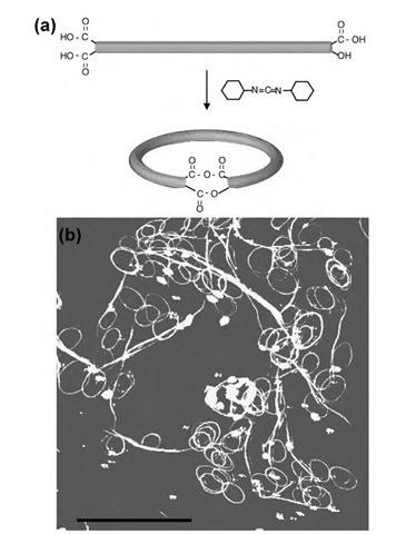  (a) A possible scheme for nanotube ring closure with N,N'-dicyclohexylcarbodiimide (DCC). (b) AFM images of closed ring systems. The scale bar is 2 mm.