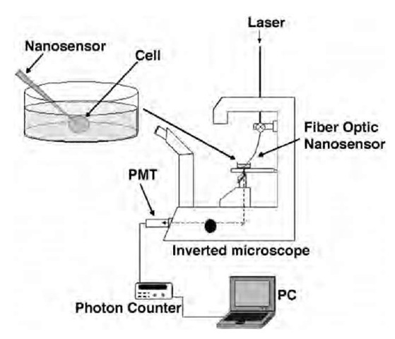 Schematic diagram depicting a typical measurement system for fiber optic nanosensor-based analyses. The nanosen-sor is manipulated to the location of interest using an x-y-z micromanipulator. 