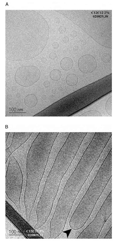 Cryo-TEM images of C12C12DAB 2% w/w solution flash-frozen from ca. 25°C; A) showing polydisperse unilamellar vesicles in the solution; B) showing the ''extended vesicle'' or microtubules. The closure is marked with an arrow. Both images are taken from different areas of the same sample, scale as marked. 