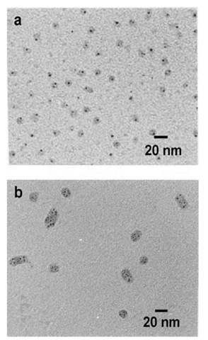 Transmission electron micrograph of gold containing G8 PAMAM (a) and G10 PAMAM (b) dendrimers obtained for 1:1 loading and slow reduction. In both cases, the dendrimers have been stained with phosphotungstic acid. 