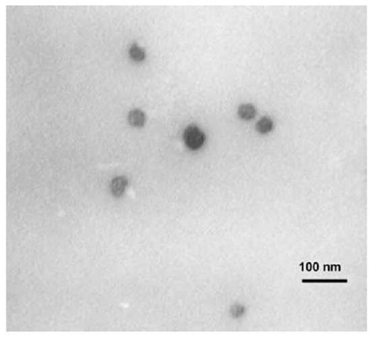 Transmission electron microscopic image of PAHAPS colloids obtained in water at a precursor concentration of 17 wt.%. 