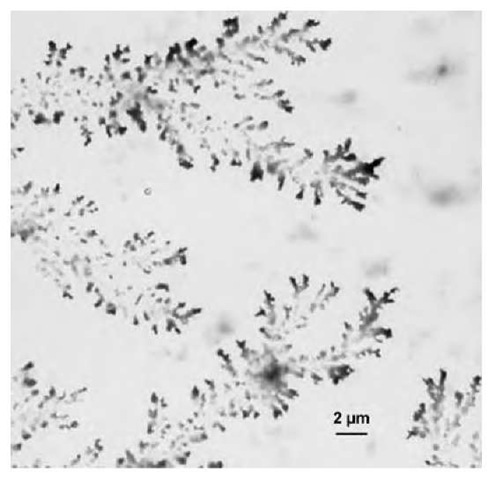 Transmission electron microscopic image of dendrites formed by PAHAPS colloids filled with Pd nanoparticles.