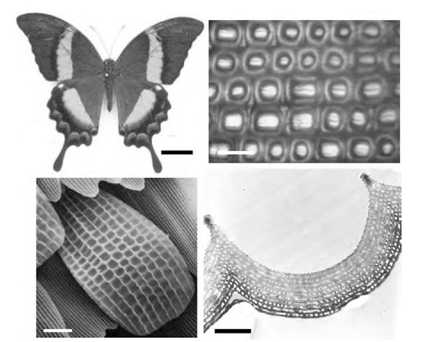 Optical images showing the structural color (top left) and scale patterning (top right) of a P. palinurus butterfly, together with electron micrographs of one of its iridescent scales (bottom left) and the cross section through one of the concavities (bottom right) of such a scale. The green coloration of P. palinurus is produced through color mixing of juxtaposed yellow and blue regions (top right), both colors of which are produced from the same multilayer profile. (The on-line version of this figure is in color.) (Scale bars: top left, 1 cm; bottom right, 6 mm; bottom left, 10 mm; bottom right, 1 mm). 
