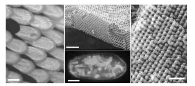 Optical micrographs showing P. sesostris scales in reflection under normal illumination (left) and a single P. sesostris scale viewed in reflection with linearly polarized white light illumination (bottom middle) with the image captured through a crossed linear analyzer. Top center and right images are electron micrographs of a fractured transverse section of a P. sesostris iridescent scale (the 3-D periodic lattice of cuticle is clearly visible). (Scale bars: left 90 mm; bottom middle 50 mm; top middle 3 mm; right 1 mm).