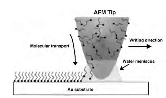 Schematic representation of DPN. A water meniscus forms between the AFM tip coated with alkanethiol and the Au substrate.