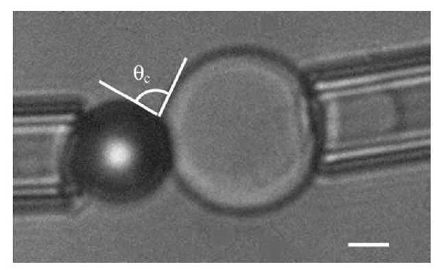 Micromanipulated vesicle in contact with a bead held by a micropipette. The bar represents 5 mm. The measurement of the contact angle 0 directly gives the adhesion energy through the Young-Dupre equation (Eq. 15). 