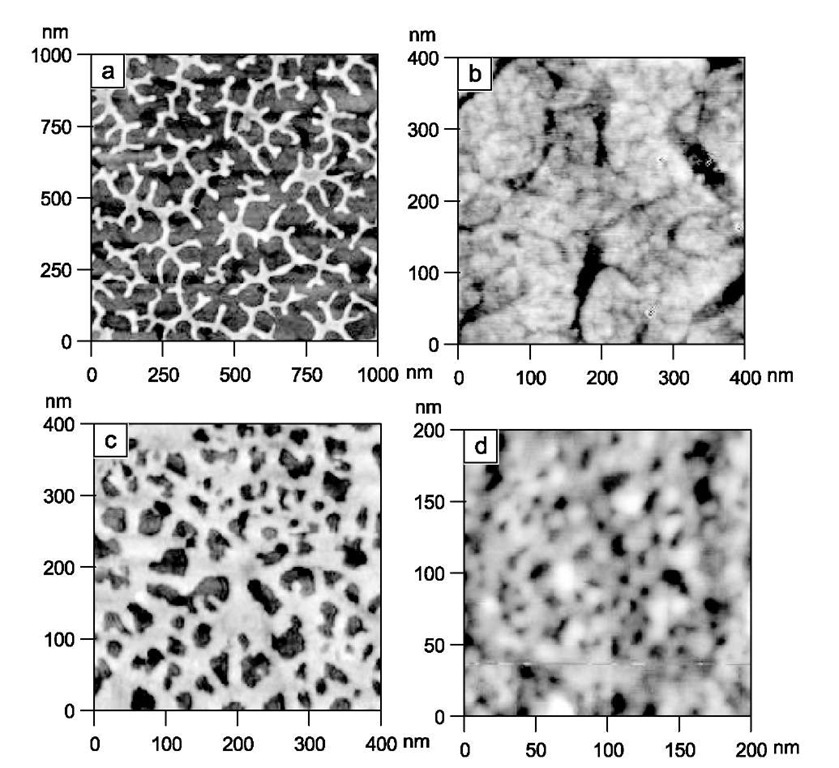 Tapping mode AFM images of adsorbed BSA on SAMs of homogeneous surfaces of DT (a) and MPA (b) compared with the adsorbed BSA on well-mixed (c) and patch-wise (d) heterogeneous surfaces. 