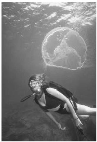 A moon jellyfish, a marine invertebrate, approaches a diver off the Florida Keys. 