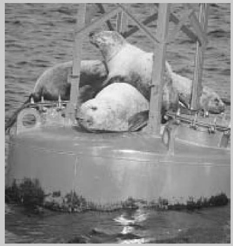 The buoyant force supports the weight of this buoy covered with resting seals. 