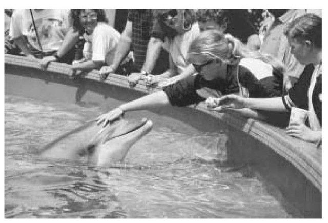 A girl pets a dolphin at Sea World in San Diego, California. 