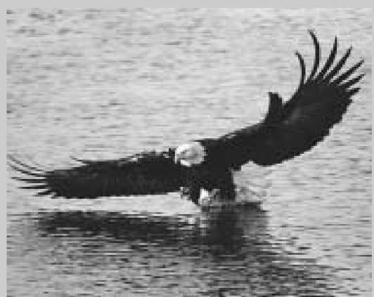Sediment contamination can adversely impact water quality and the food chain upon which other species such as this Bald Eagle depend.