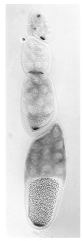  A Drosophila melanogaster ovariole. oskar mRNA is detected by in situ hybridization. In the earlier stages of oogenesis (top of figure), oskar mRNA accumulates in the oocyte. As each egg chamber matures, the oskar mRNA is localized within the oocyte to the posterior pole (center and bottom of figure). Anterior is to the top, posterior is to the bottom. 