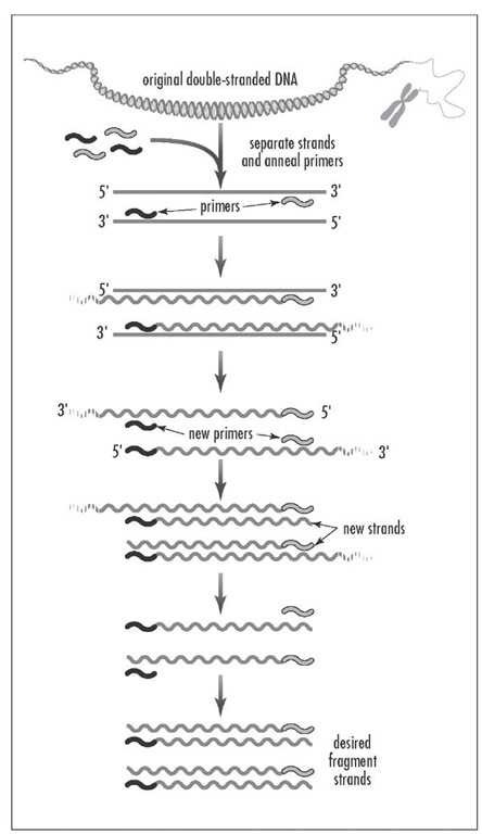 Polymerase chain reaction (PCR) is a fast, inexpensive technique for making an unlimited number of copies of any piece of DNA. Sometimes called "molecular photocopying," PCR has had an immense impact on biology and medicine, especially genetic research.