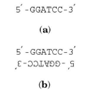  A nucleotide sequence with complementary symmetry ( a) and a double-stranded palindrome (b)—the element with twofold rotational symmetry. Hydrogen bonds between the strands in (b) are not shown. 