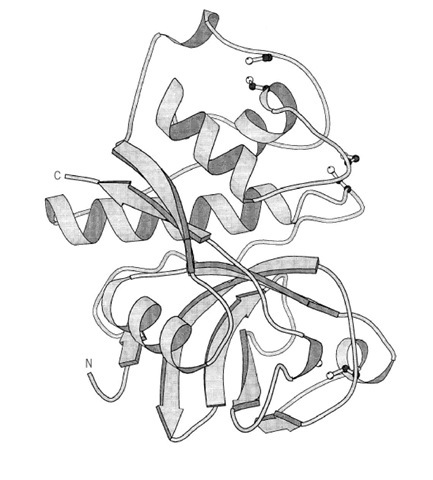 The three-dimensional structure of the thiol proteinase papain. Only the polypeptide backbone is indicated schematically as a ribbon, with arrows for b-strands and coils for a-helices. 