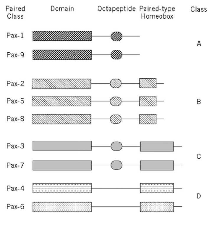 Structure of Pax proteins. 