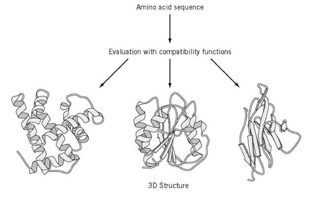Protein structure prediction by threading. A query sequence is to be threaded through each of template structures taken from the structural database, and the sequence/structure fitness is quantitatively evaluated with compatibility functions to find a structure most compatible with the sequence. 