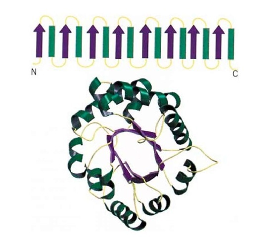  A TIM barrel. (Top) Schematic representation of the topology of the TIM barrel, with b-strands depicted as purple arrows and a-helices depicted as green cylinders. The connecting regions between the helices and cylinders are shown in yellow, and the N- and C-terminal ends of the motif are labeled. (Bottom) Schematic representation of the backbone of triose phosphate isomerase (1) showing a typical TIM barrel structure. The center of the barrel is formed from the b-strands forming a parallel b-sheet (shown as purple arrows), and the outer layer is formed from a-helices (shown as green coils) that connect the b-strands. The connecting regions between helices and strands are shown in yellow.