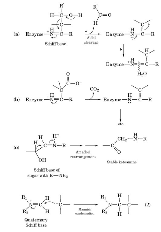 Participation of Schiff bases in three biologically important reactions: (a) type I aldolase; (b) beta-oxoacid decarboxylase, eg, acetoacetate decarboxylase; (c) Amadori rearrangement. 