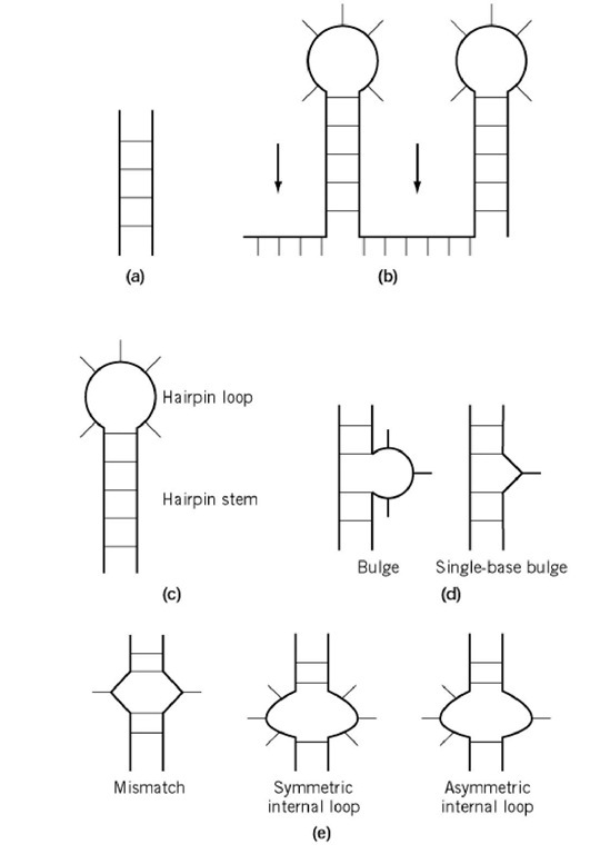 RNA secondary structure motifs. (a) Duplexes; (b) Single-stranded regions; (c) hairpins; (d) bulges; (e) internal loops.