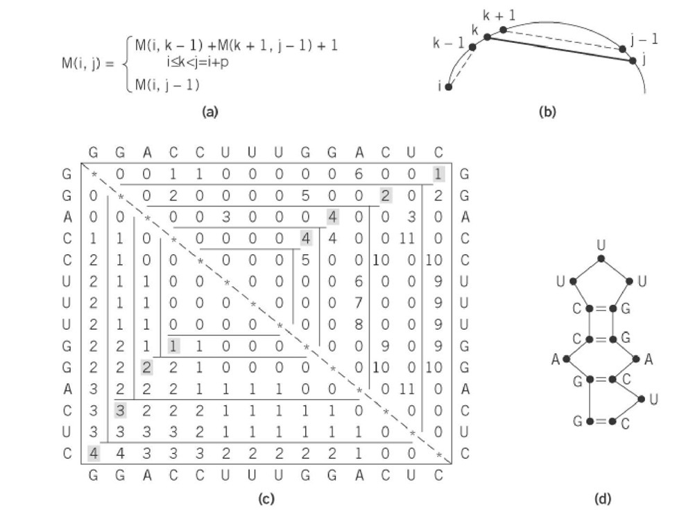 Illustration of the principles underlying the dynamic programming approach. (a) The simplest recurrence proposed by Nussinov (8) for maximizing the number of base pairs. The same principle is applied by programs developed by Zuker (7), which include a more complex recurrence including loop consideration. (b) A schematic view of the principle of recurrence. For each increasing i, j subsection, the variable k is allowed to assume each position from i to j-1 to test the ability of base k to pair with base j. (c) At each point, the total number of base pairs in the section i, j is computed. For each subsection, the maximum number of pairs that can be formed is saved in M(i, j), and the value of k that yields this number is saved in M( j, i). If j cannot pair with any k in the subsection, M(ij) = M (i j-1). The maximum number of base pairs that can be formed in the folding of the example is given by reading M(14, 1). ( d) The secondary structure is obtained by reading in the upper half matrix partners that give the maximum number of pairs in the considered subsection. 