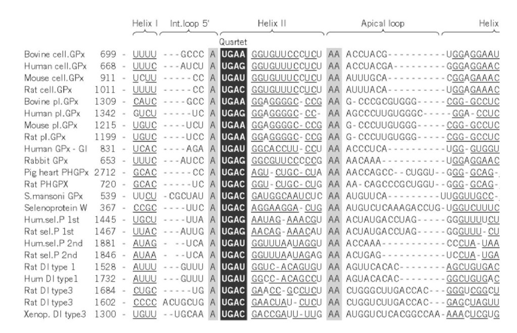 Sequence alignments of mRNAs coding for various selenocysteine containing proteins (Gpx = glutathione per The paired segments, denoted Helix I/I and Helix II/II corresponding to the 5 and 3 strands, are underlined. The invari loops are highlighted (black on grey). At the base of helix II, the quartet made of four non-Watson-Crick pairs that const Insertion Sequence (SECIS element) is boxed and highlighted (white on black). Gaps have been introduced to maximize structure elements and sequence similarities. 