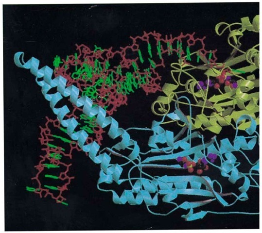 Overall view of the ternary complex of seryl-tRNA synthetase, tRNASer(GGA), and a nonhydrolyzable analog monomer 1 is in yellow, and monomer 2 is in blue. Only the backbone and its secondary structure are shown (arrows are tRNA backbone is in red, and the bases are in green. The tRNA is viewed looking down the anticodon stem, which is not in the figure. The long variable arm of the tRNA crosses the helical arm of monomer 2 perpendicularly and emerges at th the Ser-AMS molecule is represented by spheres. 