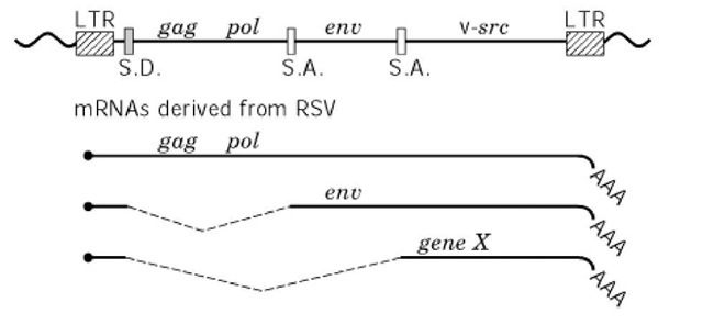 Proviral DNA structure of Rous sarcoma virus. The line at the top indicates the chromosomal DNA containing proviral DNA. SD, splicing donor site; and SA, splicing acceptor site. Three transcripts are produced from the LTR promoter, as shown below. 