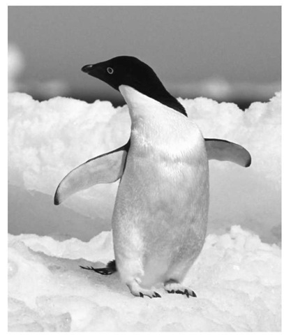 Changes in precipitation, sea ice, and ocean temperature associated with global warming are affecting penguins. 