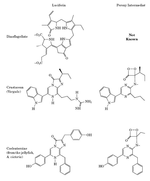 The various forms of luciferin, with the corresponding peroxy intermediate and oxyluciferin. 