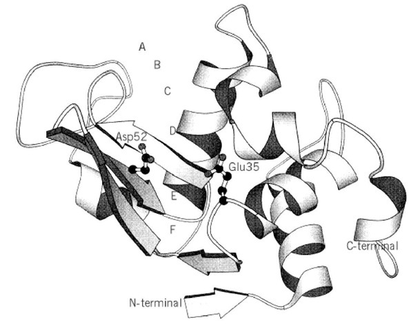 The three-dimensional structure of hen lysozyme. Residues Glu35 and Asp52 are shown as the catalytic groups. The letters A-F in the active-site cleft indicate the binding subsites. The schematic figure was produced with the program MOLSCRIPT. 