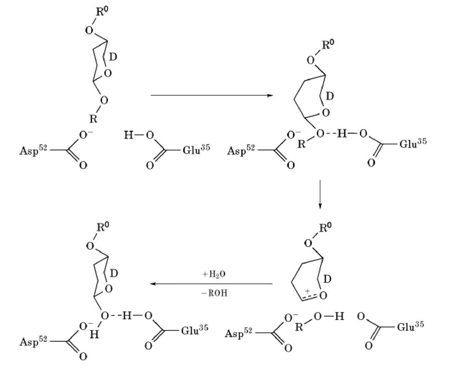 Reaction mechanism of lysozyme. 