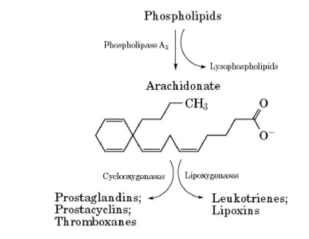 Sites of action of phospholipases. The structure of a phospholipid is shown with the sites of action of the main phospholipases (C, D, and A2). 