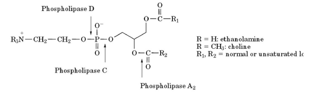  The phospholipase A2 pathway and the eicosanoids. Activation of phospholipase A2 results in the liberation of from phospholipids. Arachidonate can function on its own, or it can be metabolized into two major groups of eicosanoid: either cyclooxygenases or lipoxygenases. 