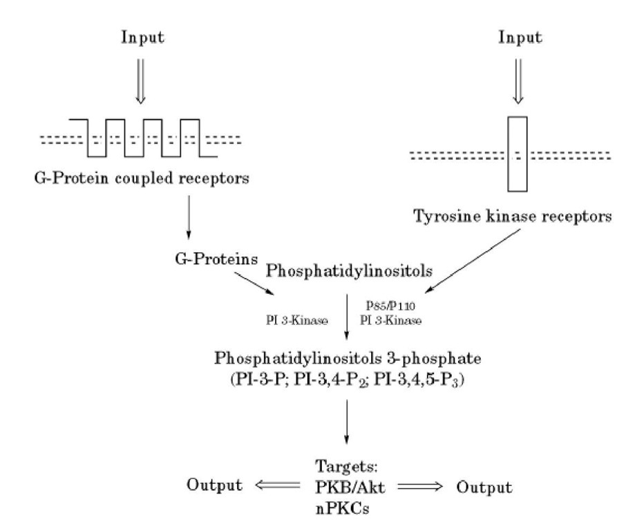 Scheme of activation of PI 3-kinases. G-protein-coupled receptors or tyrosine kinase receptors activate distinct forms of PI 3-kinase, which results in the formation of 3-phosphorylated derivatives of inositol phospholipids. 