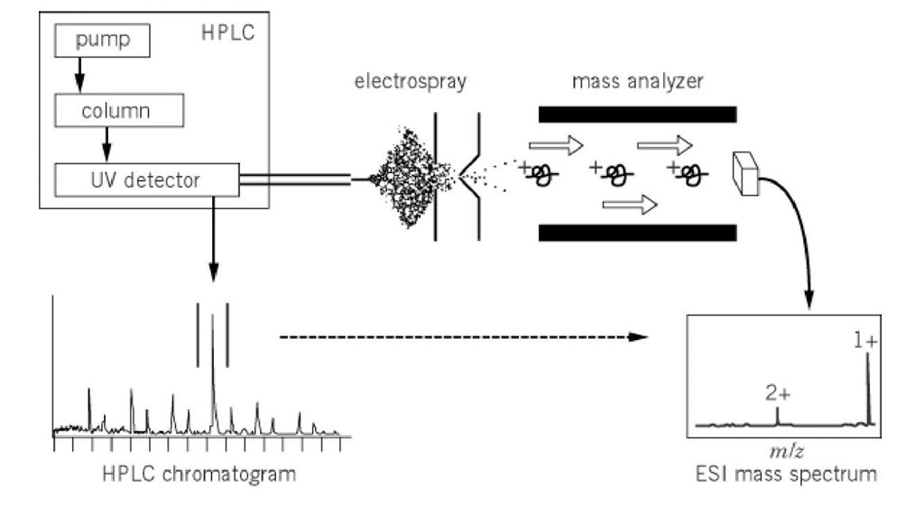 In LCMS, the HPLC is typically interfaced with an electrospray ionization (ESI) mass spectrometer. The  mass spectral data obtained on the compounds as they elute can provide valuable information in product identification. 