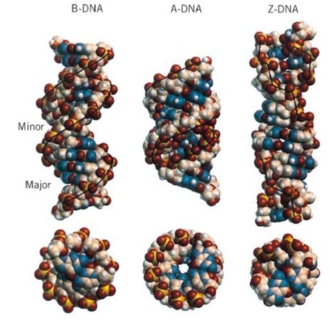 End view and side view of the B-DNA, A-DNA, and Z-DNA helices. Note the decrease in diameter, as well as the relative positions of the base pairs and backbone to the helix axis.