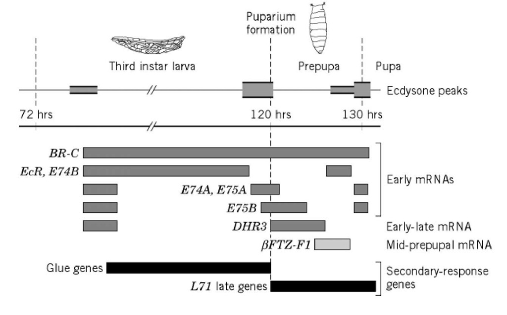 Temporal patterns of ecdysone-regulated gene expression during the onset of metamorphosis. A schematic representation of the ecdysone pulses is shown at the top, with the magnitude of each pulse represented by the width of the stippled bar. Developmental time proceeds from left to right, with the major ecdysone-triggered transitions marked by dotted lines. The dotted line on the left represents the second-to-third instar larval molt, and the dotted line on the right represents head eversion and the prepupal-pupal transition. Dark grey bars show the timing and duration of primary-response regulatory gene transcription, the light grey bar represents bFTZ-F1 transcription, and the black bars represent secondary-response gene transcription. 