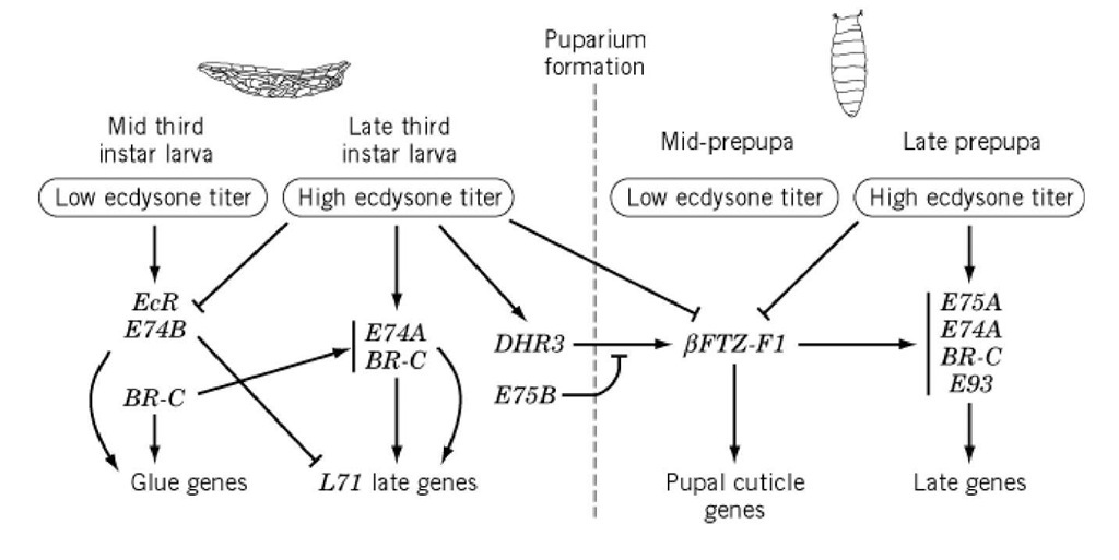 Multiple ecdysone-triggered regulatory hierarchies direct the onset of Drosophila metamorphosis. This figure summarizes regulatory interactions discussed in the text. Bars represent repressive effects, and arrows represent inductive effects.  