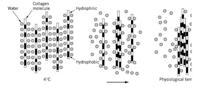 Lateral association of triple-helical domains. Triple-helical domain is highly hydrated at 4°C. At physiological temperature such as 37°C, water molecules on the hydrophobic domains will be dehydrated. Collagen molecules accomp lateral association of the triple-helical domains through the exposed hydrophobic regions. 