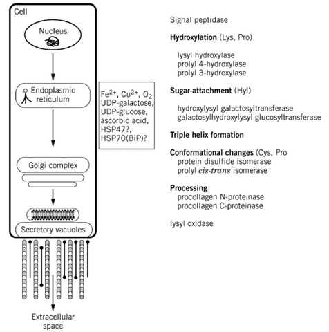 Schematic drawing of the complex process of biosynthesis of collagen. Collagen translation products are directed into the endoplasmic reticulum by the N-terminal signal peptide that is the cleaved from the polypeptide chain by signal peptidase. Individual procollagen chains undergo complex enzyme-catalyzed post-translational modifications prior to the completion of chain assembly and the folding of the triple helix. Hydroxylation of Lys and Pro and attachment of sugars to hydroxylysine (Hyl) are characteristic post-translational modifications of collagenous polypeptides. 