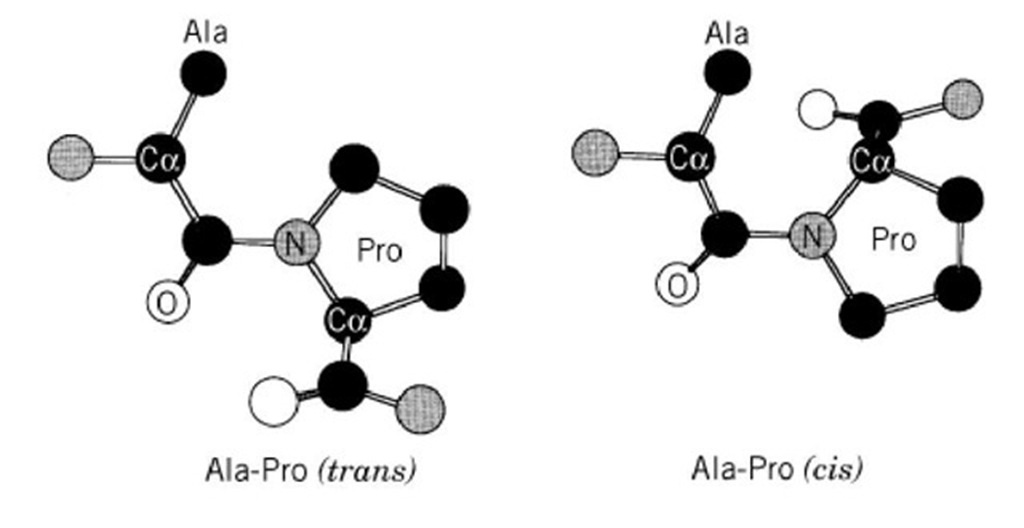 Cis-trans isomerization of Ala-Pro peptide bonds. H atoms are not shown. 