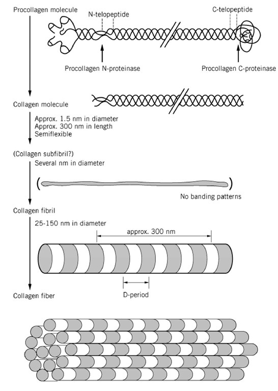 Processing of type I procollagen to fibril formation. 