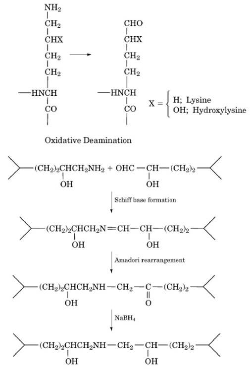Oxidative deamination and crosslinking of lysine or hydroxylysine residues. The oxidative deamination, Schiff base formation, and Amadori rearrangements take place in vivo. The last step, treatment with sodium borohydride, is carried out in the laboratory to stabilize the crosslinks for chemical analysis. 
