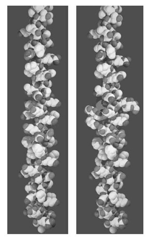 Glycosylated hydroxylysine residues on the surface of the collagen triple helix. The molecular model of a portion (36 residues/chain) of human type V collagen, [a1(V)]2a2(V), was built up by the McMolw (Molecular Images Software, San Diego, CA, USA) and Chem3D (CambridgeSoft Corporation, Cambridge, MA, USA) programs, using the 2CLG file of the Protein Data Bank, which is the theoretical model of the (Gly—Pro—Hyp)4 trimer. The two lysine residues of the two a1(V) chains are either left unchanged (left) or changed to glulcosylgalactosylhydroxylysine (right). The glycosylated hydroxylysine residues are evidently bulkier than other residues. 