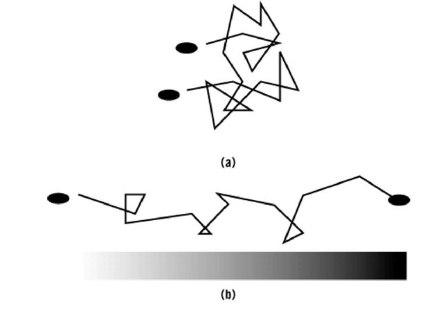 Motion of peritrichous bacteria. (a) Random walk in an isotropic medium. (b) Biased random walk in a gradient of an attractant or repellent.