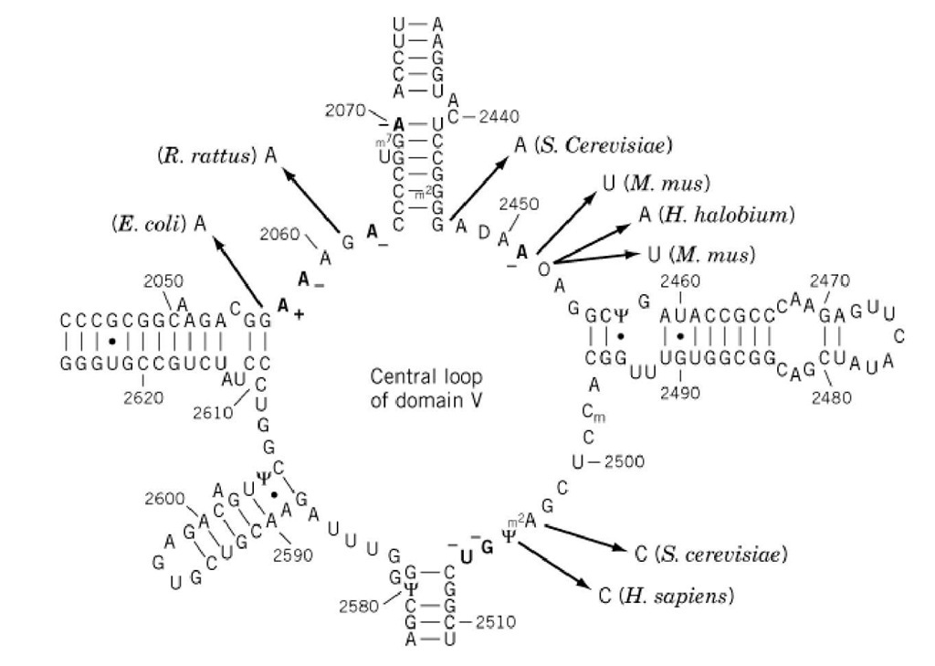  Interaction of chloramphenicol with the central loop of domain V of 23S rRNA. The secondary structure of the central loop of domain V in E. coli 23S rRNA is derived from phylogenetic sequence comparisons. Differences in the accessibility of bases to chemical reagents in the presence and absence of chloramphenicol (footprints) are shown in red (-, protection of base; +, enhanced activity). Mutations leading to chloramphenicol resistance are indicated by arrows, and the corresponding organisms are indicated in brackets. All of the eukaryotic mutations were characterized for mitochondrial rRNA.