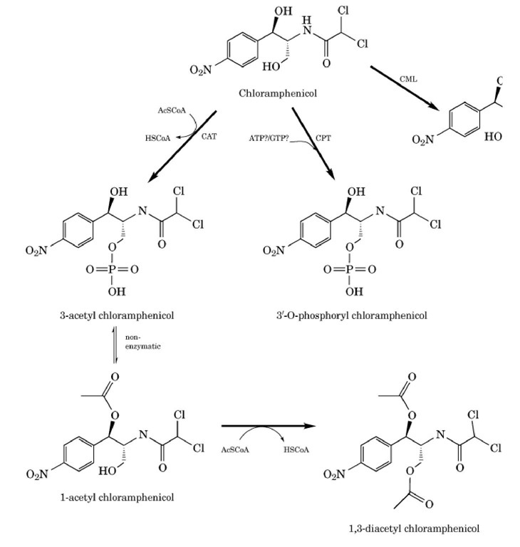 Enzymatic inactivation of chloramphenicol. CAT, chloramphenicol 3'-0-acetyltransferase; CPT, chloramphen CML, chloramphenicol hydrolase.