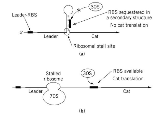 Chloramphenicol resistance by translational attenuation. RBS, ribosomal binding site; 30S, small ribosomal subunit; 70S, entire bacterial ribosome.